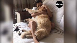 Premieră juridică: Doi avocați orădeni au dovedit în instanță că animalul de companie este ființă vie, nu bun mobil. Ce se întâmplă în cazul unui partaj