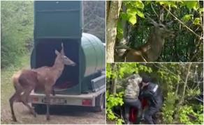 Un cerb de numai un an, care a poposit într-un cartier din Braşov, a fost salvat de o echipă de intervenţie. Animalul se rătăcise printre blocuri