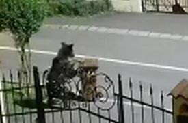 Urs, la plimbare pe străzile Sibiului. Localnicii au primit mesaje RO-Alert