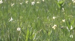 Cea mai mare poiană de narcise din Europa se află în Braşov. Turiştii nu au voie să rupă florile