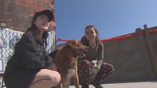 Bobi, cel mai bătrân câine din lume a împlinit 31 de ani. Patrupedul a intrat în Cartea Recordurilor