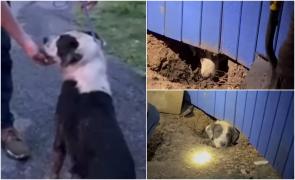 Un căţeluş a primit o nouă șansă la viață. O echipă de jurnalişti l-a salvat de sub dărâmăturile unei case, după tornada din Texas