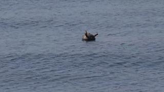 Mină marină în derivă, descoperită la 20 de kilometri de Sulina. Dispozitivul a dispărut în apele teritoriale ale Ucrainei