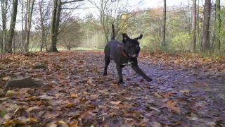 Cresc amenzile pentru proprietarii câinilor de luptă. Experţii spun că nu-i suficient şi cer controale anuale, inclusiv pentru stăpâni