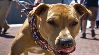 Sancţiuni dure pentru proprietarii de câini periculoşi. Ce amendă rişti dacă îţi laşi patrupedul nesupravegheat sau îl plimbi fără botniţă