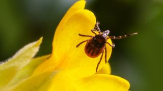 Cum ne protejăm împotriva căpuşelor. Secretele ascunse ale bolii Lyme