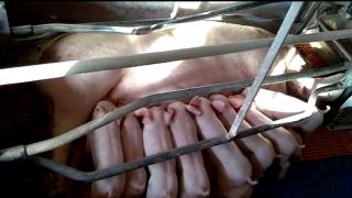 Alertă de pestă porcină africană în Timiş. Focarele, localizate în două comune. Peste 14.000 de porci vor fi incineraţi