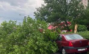 În ultimele zile, vremea în toată ţara s-a stricat "la minut". Vântul a doborât zeci de copaci. Ce pot face şoferii care s-au trezit cu maşinile distruse