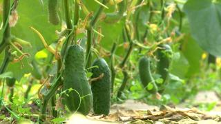 Verdictul procurorilor în cazul castraveţilor la care s-au folosit substanţe pentru forţarea coacerii: "Sunt neconformi"