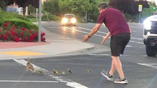 Un bărbat a fost lovit mortal de o maşină, sub privirile copiilor săi, în timp ce ajuta o familie de raţe să treacă strada, în SUA