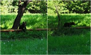 Ursuleţ la plimbare prin Braşov, în plină zi, aproape de Spitalul Sf. Constantin. A fost trimisă o avertizare Ro-Alert