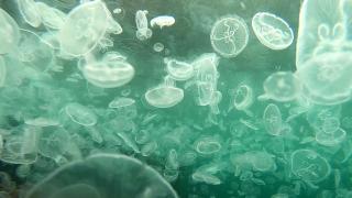 Porturile de pe litoral, invadate de milioane de meduze. Deși spectaculos, fenomenul este dăunător însă pentru pescari