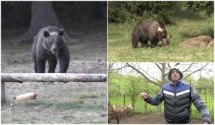Localnicii din Sărata Monteoru, terorizaţi de un urs. A ucis zece animale dintr-o gospodărie