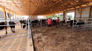 Autorităţile din Franţa avertizează: numărul mare de vaci contribuie la poluarea excesivă. Cum se apără fermierii