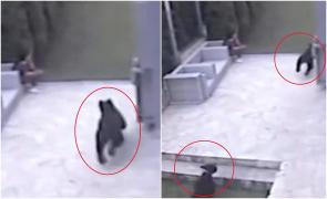 Ursul năzdrăvan şi câinele curajos: Reţeta unei goane nebune prin curtea unei brașovence. Marea ''înfruntare'', filmată