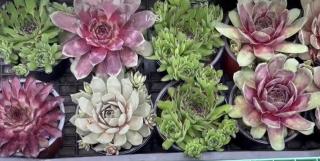 Spectacol de culoare în Iaşi. Vizitatorii au putut admira şi chiar cumpăra florile preferate: vedetele au fost bujorii