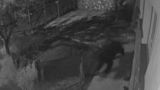 Sub teroare: Un urs surprins de camere alergând minute în șir o oaie în Comarnic. Animalele sălbatice au creat panică și la Vaslui