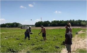 Pepenii româneşti ajung în pieţe de abia peste o lună. Fermierii şi-au făcut planul cu câţi bani să vândă kilogramul