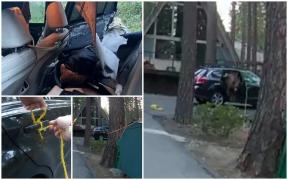 Un urs a rămas blocat într-o maşină, după ce s-a urcat pe bancheta din spate în căutare de hrană. Cum au reuşit poliţiştii să-l elibereze