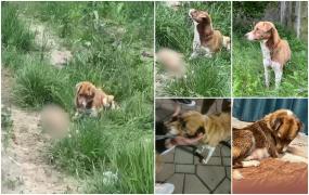 O cățelușă surprinsă stând nemișcată lângă puiul său mort, în Iași. L-a urmat recunoscătoare pe omul care l-a îngropat și a avut grijă de ea