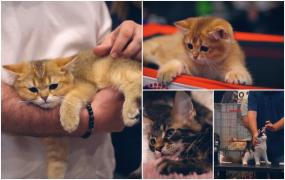 Frumuseţea pe patru lăbuţe: Peste 130 de pisici s-au întrecut într-un concurs internaţional la Cluj-Napoca. Cele mai scumpe exemplare ajung şi la 1.000 de euro