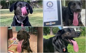 Zoey, cățelușa de Cartea Recordurilor. Limba ei are aproape 13 cm și este mai lungă decât o doză de suc