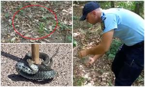 Fiori reci pentru o femeie din Botoşani: s-a trezit cu un şarpe lung de 1 metru în bucătărie. Reptila, prinsă de jandarmi şi eliberată în pădure