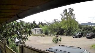 Furios şi Iute: Bărbat filmat la furat de cireșe, în Baia Mare. Le-a luat cu tot cu crengi