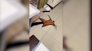 Demnă de Oscar: O veveriţă zburătoare şi-a "înscenat" propria moarte. Momentul haios a devenit viral