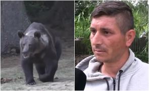 ''Ne este frică!'' Vasluienii, terorizați de urşi. Localnicii se tem pentru vieţile lor, dar şi pentru animalele din gospodărie