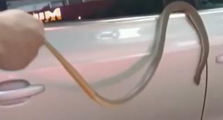 ''Musafir'' de infarct, la Slobozia: Şarpe lung de peste un metru, prins când se încolăcea pe o maşină parcată. Reptila, prinsă de jandarmi