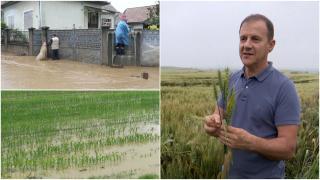 Munca fermierilor, distrusă de ploile abundente. Culturile de porumb, rapiţă şi orz, cele mai afectate: "Eu speram la 8, 9 tone pe hectar!"