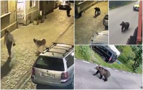 "Ia uite băi nene, ursul în spate!" Animalele sălbatice şi-au făcut un obicei din a se plimba prin oraşe. Oamenii sunt îngroziţi să mai iasă din case