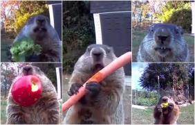 Marmota vedetă din SUA. Rozătoarea fură proviziile unui fermier şi le mănâncă sfidătoare în faţa camerei de supraveghere. "Tupeista" şi-a adus şi un prieten