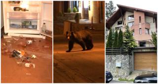 Un urs s-a chinuit să "spargă" o casă din Predeal şi a dat buzna la frigider. I-a plăcut şampania scumpă, dar a ocolit ceapa roşie. Familia cu copii abia plecase