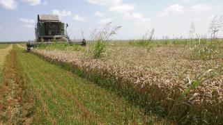 Agricultura, la mila lui Dumnezeu. Culturile au fost distruse fie de secetă, fie de inundaţii, spre disperarea fermierilor: "Avem cele mai mari cheltuieli"