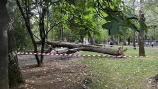 Un copac s-a prăbuşit peste o femeie, în Parcul IOR din Bucureşti. Bătrâna, ajutată de trecători până la venirea ambulanţei
