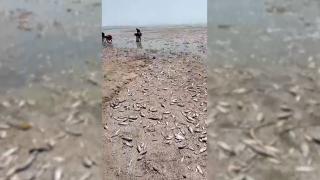 Catastrofă ecologică pe Argeș, mii de pești morți din cauza deversărilor. Pescuitul interzis în zona Podului Clăteşti din judeţul Călăraşi