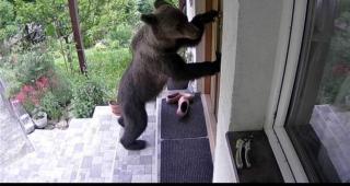 Reacţia unei familii din Săcele, după ce s-a trezit cu ursul la uşă