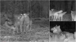 Patru lupi jucăuşi şi-au făcut cămin în Parcul Natural Putna. Imaginile unice, înregistrate pe camerele de monitorizare