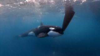 Clipe de groază în Oceanul Atlantic. Balenele ucigașe au atacat  navă care participa la o competiție sportivă