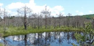 "Este un loc unic în lume". O rezervaţie din apropierea Lacului Sfânta Ana atrage turişti din toată lumea