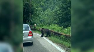 Momentul în care pasagerul unei maşini din Argeş aruncă cu o sticlă într-un urs, pe Transfăgărăşan