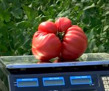 Afacerea cu care un tânăr agricultor din Gorj a dat lovitura. Cu cât se vinde un kilogram de roşii gigant