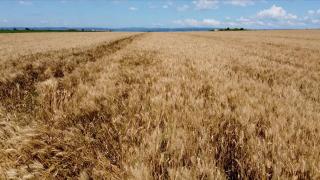 Ploile abundente au făcut ravagii în agricultură. Cât de grav a fost afectată cultura de orz