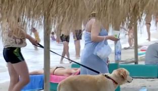 Mersul la plajă poate fi periculos pentru câini. Ce trebuie să facă stăpânii pentru a-şi proteja animăluţele