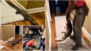 Cum a reușit un crocodil să intre în casa unui cuplu de americani și să-i sperie de moarte. Câinele i-a alertat, după ce a dat nas în nas cu reptila