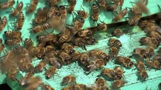 "E suficient ca una să atace, iar celelalte vin în ajutor". Copil de 3 ani din Botoşani, atacat de un roi de albine. Medicii spun că trăieşte doar printr-un miracol