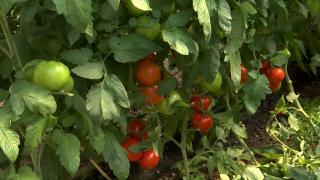 Roşii aproape gratis în Galați: producătorii le vând la prețuri derizorii de teamă să nu se strice în lăzi