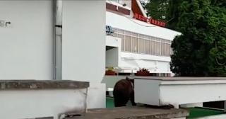 Urşii dau năvală în gospodăriile oamenilor de la munte. Mesaje Ro-Alert, pe bandă rulantă